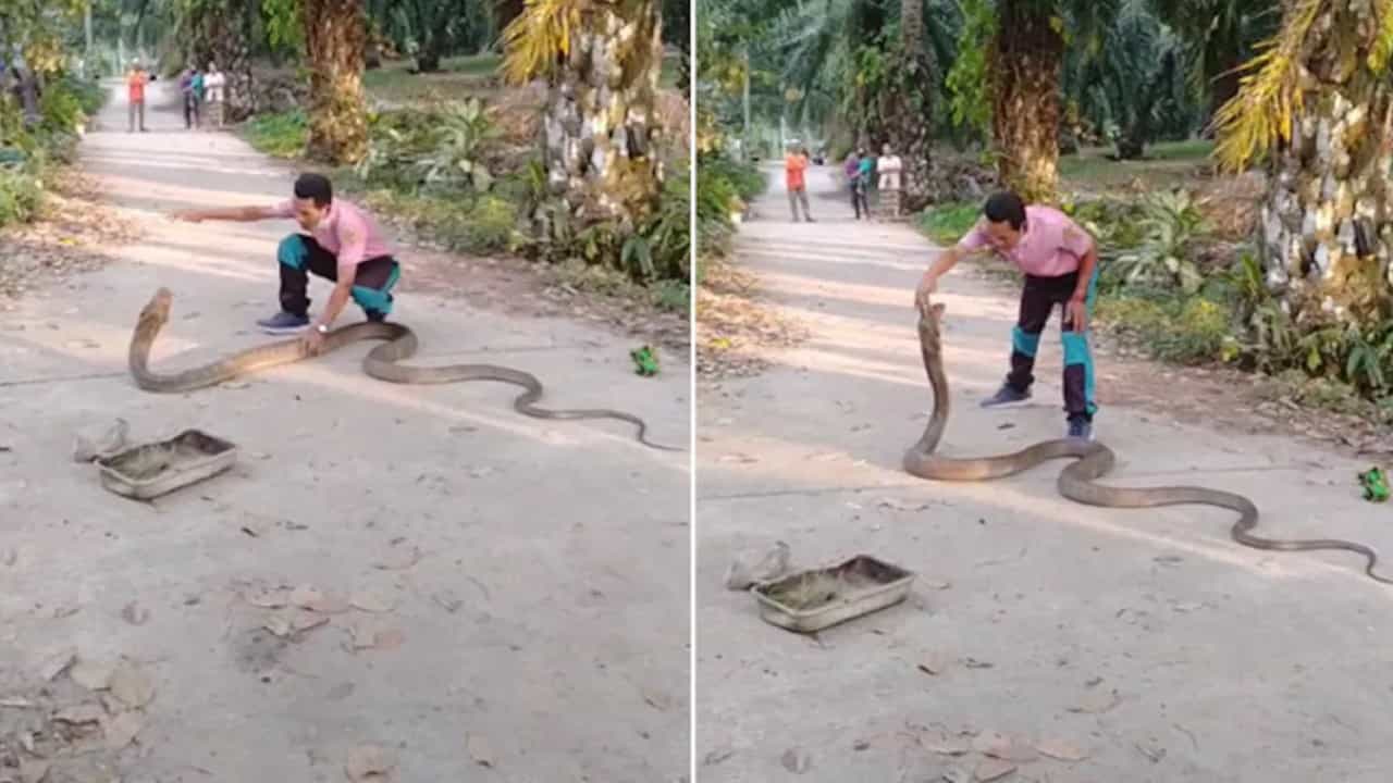 Viral Video: ১৪ ফুট লম্বা, ১০ কেজি ওজনের কিং কোবরা ধরলেন খালি হাতে, দেখুন কী কাণ্ড!