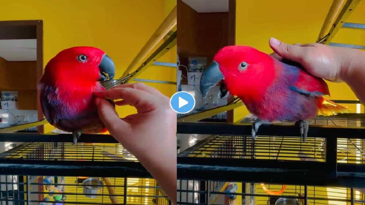 Viral Video: হুবহু আইফোনের রিংটোন নকল করছে গুচি নামের এই টিয়া, একবার শুনেই দেখুন