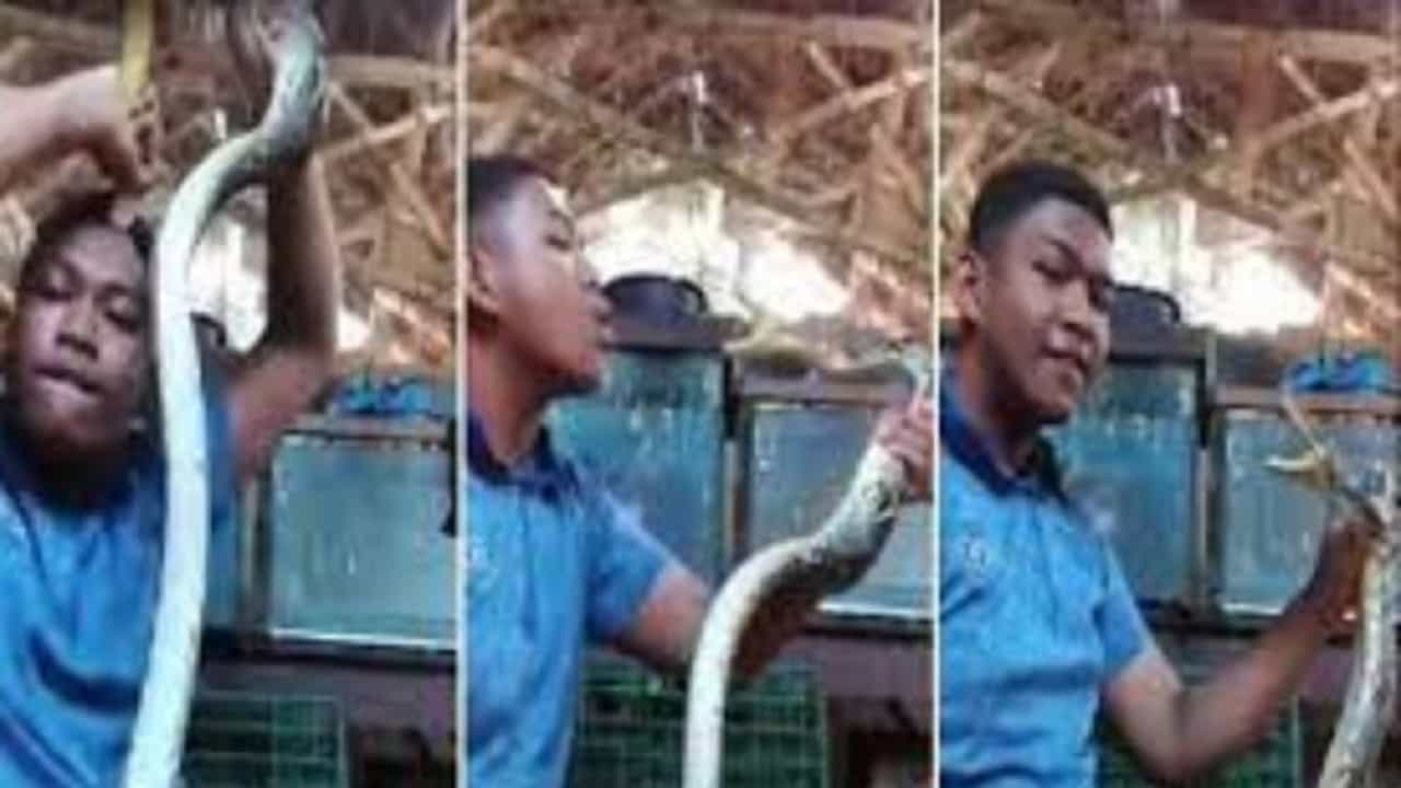 Viral Snake Video: সাপের সঙ্গে ছেলেখেলা! ভয়ঙ্কর পরিণতির ভিডিয়ো দেখে আঁতকে উঠলেন নেটপাড়ার লোকজন Viral Snake Video: সাপের সঙ্গে ছেলেখেলা! ভয়ঙ্কর পরিণতির ভিডিয়ো দেখে আঁতকে উঠলেন নেটপাড়ার লোকজন