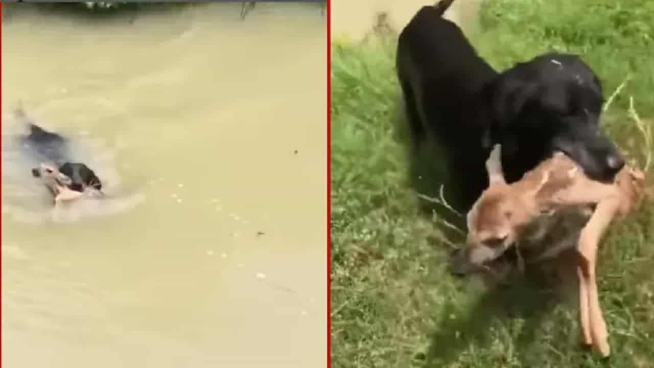 Viral Video: কর্দমাক্ত পুকুরে সাঁতরে ডুবন্ত হরিণ শাবককে উদ্ধার সারমেয়র, 'ভাল ছেলে' আখ্যা নেটাগরিকদের! Viral Video: কর্দমাক্ত পুকুরে সাঁতরে ডুবন্ত হরিণ শাবককে উদ্ধার সারমেয়র, 'ভাল ছেলে' আখ্যা নেটাগরিকদের!