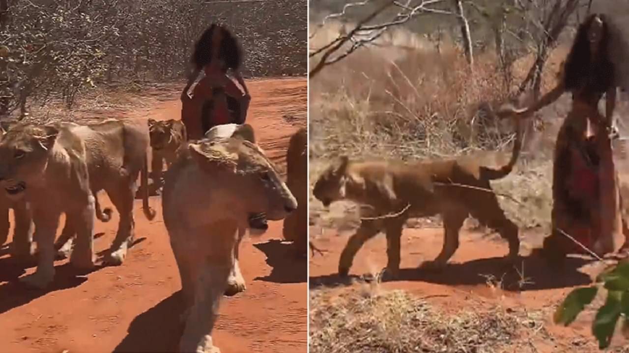 Viral Video: ছয় সিংহীর সঙ্গে জঙ্গলে ভিডিয়ো শুট মহিলার, একজনের লেজ ধরেও হাঁটলেন, সাহস দেখে নেটাগরিকদের কুর্নিশ!