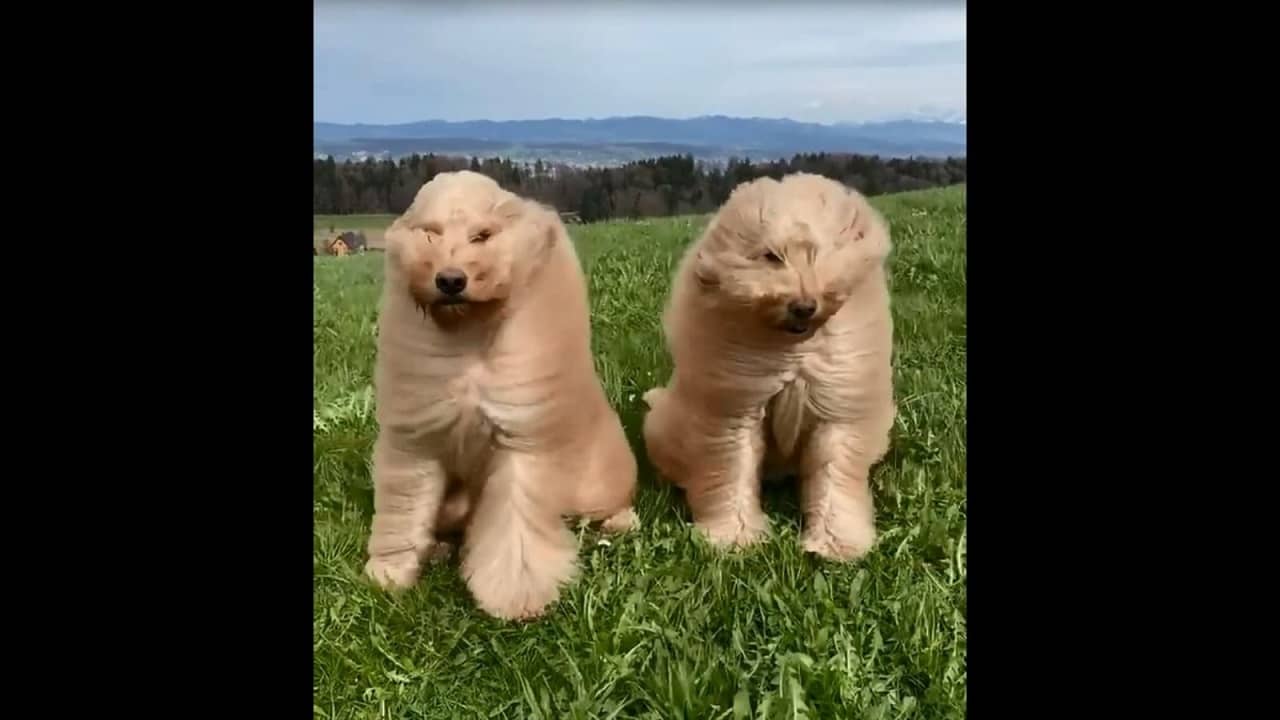Viral Video: বেড়াতে গিয়েই ৭.৮ মিলিয়ন ভিউ নিয়ে এল মিয়া ও মিলো! আপনি দেখলেন নাকি?