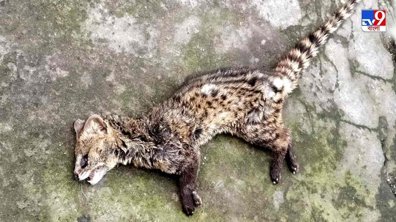 Fishing Cat Death: বাগনানের পর এবার চঁচুড়া! ফের বাঘরোলের মৃত্যুতে চাঞ্চল্য এলাকায়