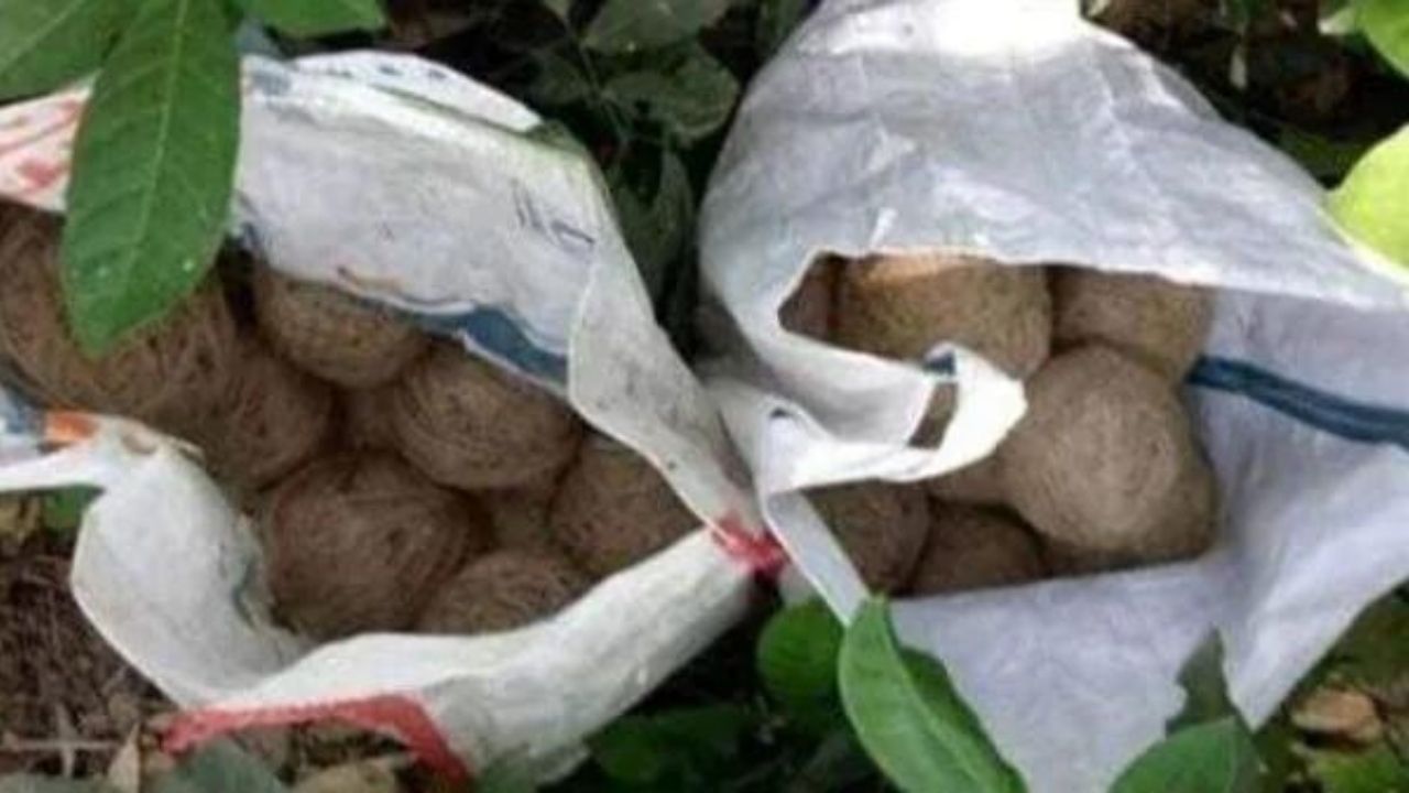 Bomb recovered in Kaliachalk: বাড়ির কাছেই পড়েছিল নাইলনের ব্যাগ, খতিয়ে দেখতেই চোখ কপালে ওঠার জোগাড়! ফের অশান্ত কালিয়াচক