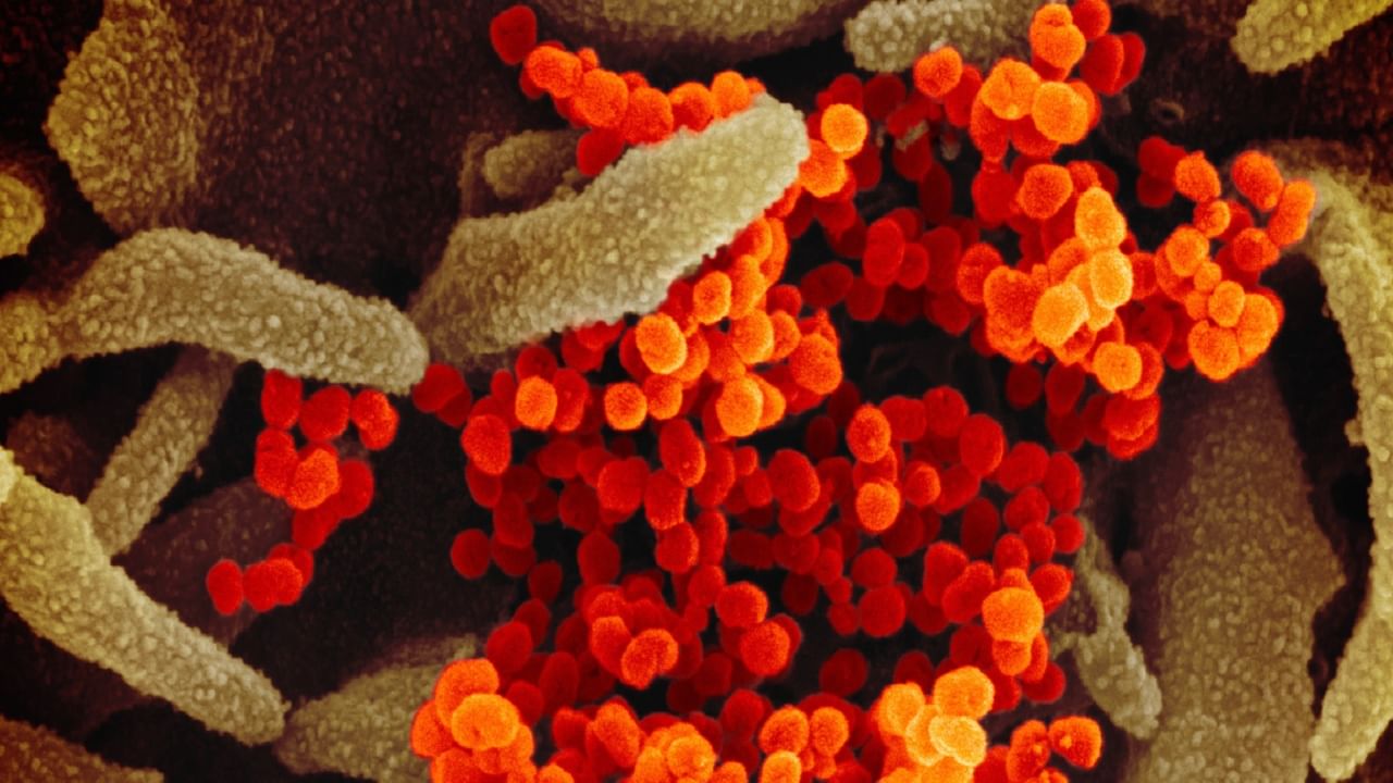 Coronavirus: ভ্যাকসিন, বুস্টার ডোজ এবং একবার কোভিড হয়ে গেলেই কি আপনি নিরাপদ? উত্তর দিলেন বিশেষজ্ঞরা
