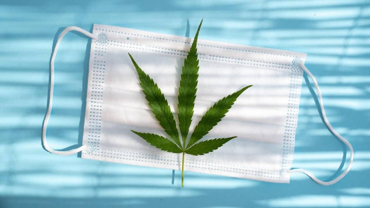 Cannabis on Covid-19: গঞ্জিকা সেবনে সারছে করোনা? জানুন যা বলছেন বিশেষজ্ঞরা...