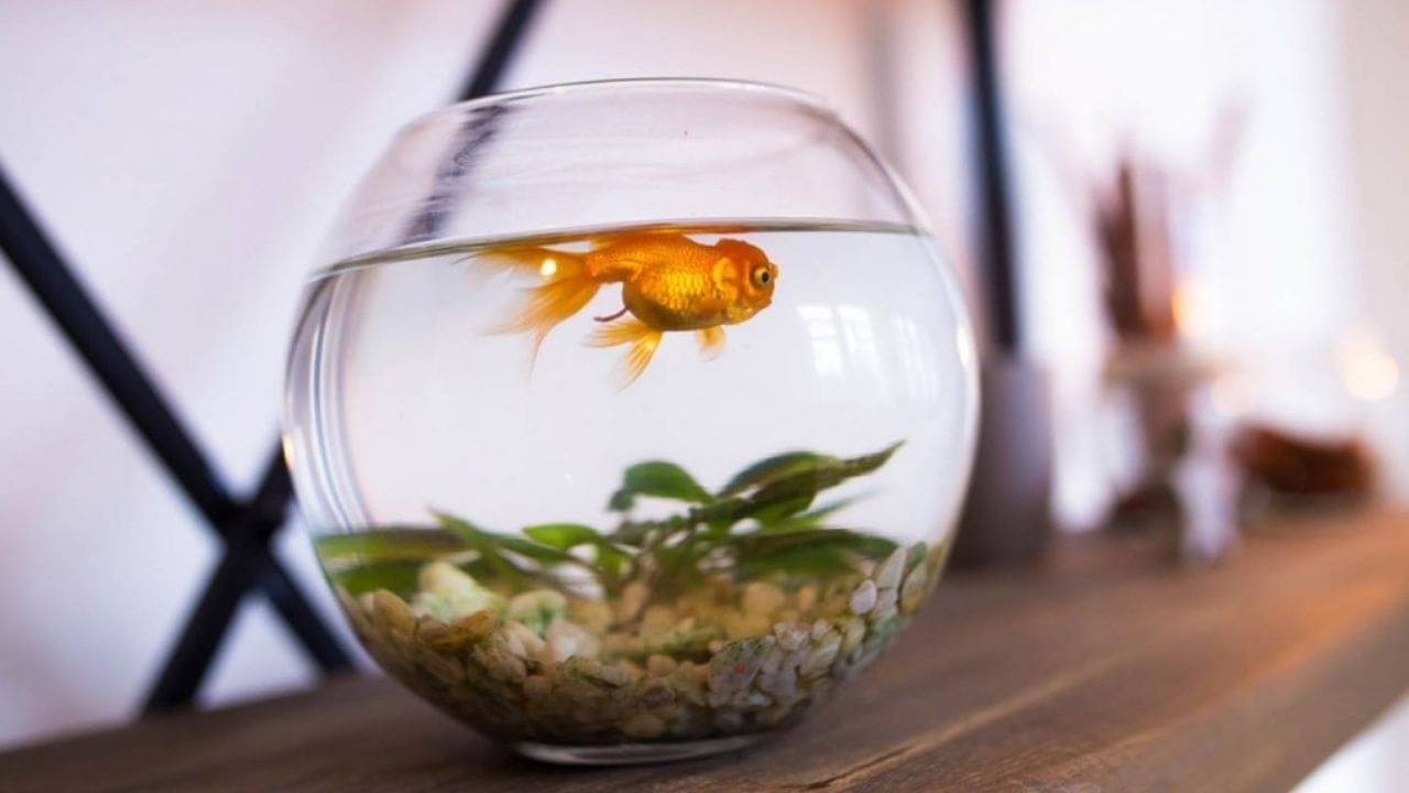 Fish Aquarium: বাড়িতে অ্যাকোরিয়াম আছে! বাস্তুমতে ঘরের কোন কোণে রাখলে কর্মক্ষেত্রে তরতরিয়ে বাড়বে উন্নতি, জানুন