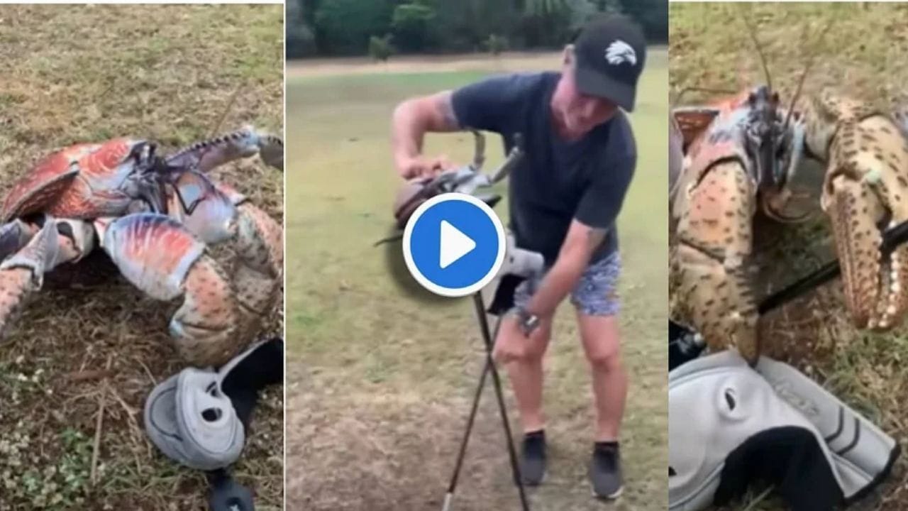 Viral Video এক কামড়ে গলফের ব্যাট ভেঙে দিল কাঁকড়া! কাঁকড়ার এমন