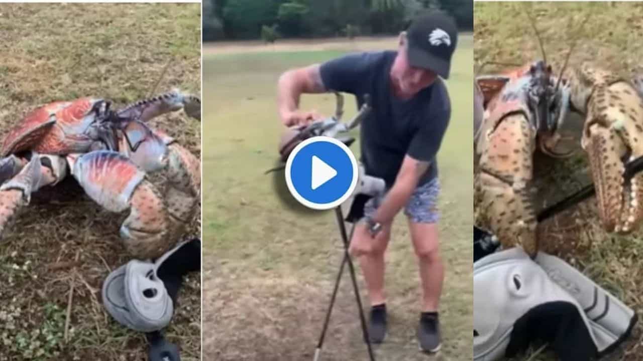Viral Video: এক কামড়ে গলফের ব্যাট ভেঙে দিল কাঁকড়া! কাঁকড়ার এমন ভয়ানক রূপ দেখুন ভাইরাল ভিডিয়োয়