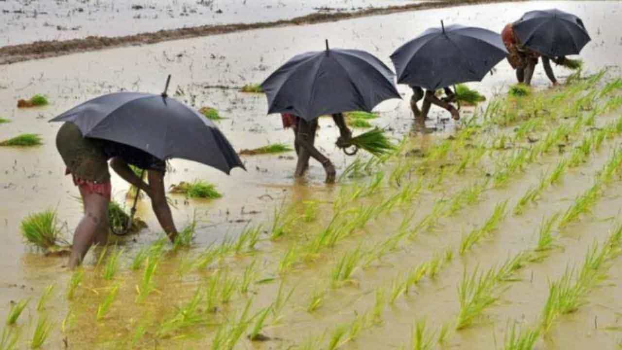 Weather Update: পৌষেও বৃষ্টির ভ্রুকুটি, এ কোন অশনি সঙ্কেত! প্রমাদ গুনছেন চাষিরা Weather Update: পৌষেও বৃষ্টির ভ্রুকুটি, এ কোন অশনি সঙ্কেত! প্রমাদ গুনছেন চাষিরা