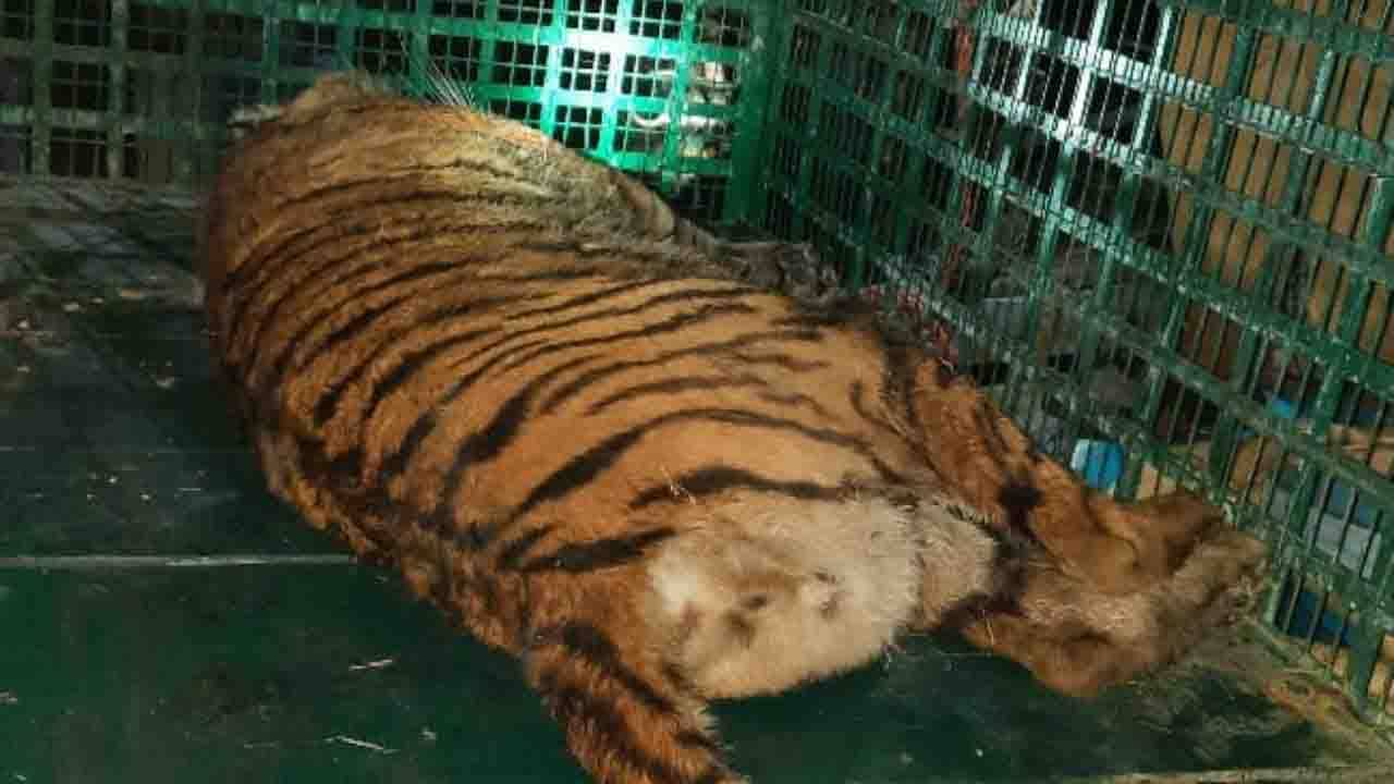 Sundarban Royal Bengal Tiger: কলাগাছের তলায় লুকিয়ে বসেছিল,  শেষে ঘুমপাড়ানি গুলিতে কাবু কুমিরমারীর ত্রাস!