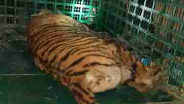 Sundarban Royal Bengal Tiger: কলাগাছের তলায় লুকিয়ে বসেছিল,  শেষে ঘুমপাড়ানি গুলিতে কাবু কুমিরমারীর ত্রাস!