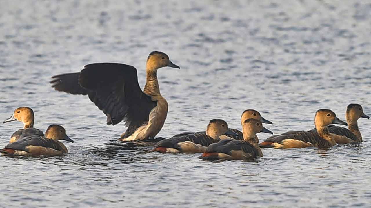 Santragachi Jheel: খামখেয়ালি শীতেও রেকর্ড পরিযায়ী পাখির ভিড় সাঁতরাগাছি ঝিলে