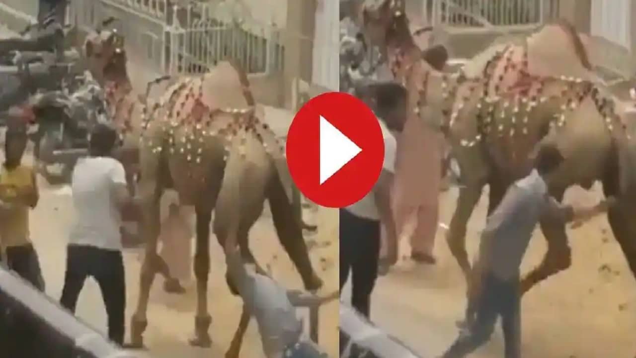 Viral Video: কর্মলাভের আশায় উটের পায়ে ক্রমাগত আঘাত এই ব্যক্তির, ফলও পেলেন নিমেষের মধ্যে!