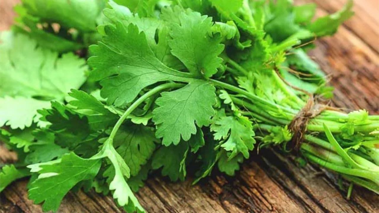 Coriander Leaves Benefits ধনেপাতা খেলে একাধিক উপকারিতা পাওয়া যায়