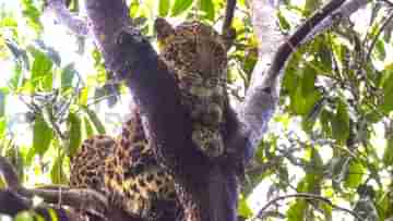 Dhupguri Leopard: সাতসকালে বাড়ির দরজা খুলতেই আঁতকে উঠলেন গৃহকর্তা! এ কী দেখলেন, বিশ্বাস হচ্ছিল না নিজের চোখকেও