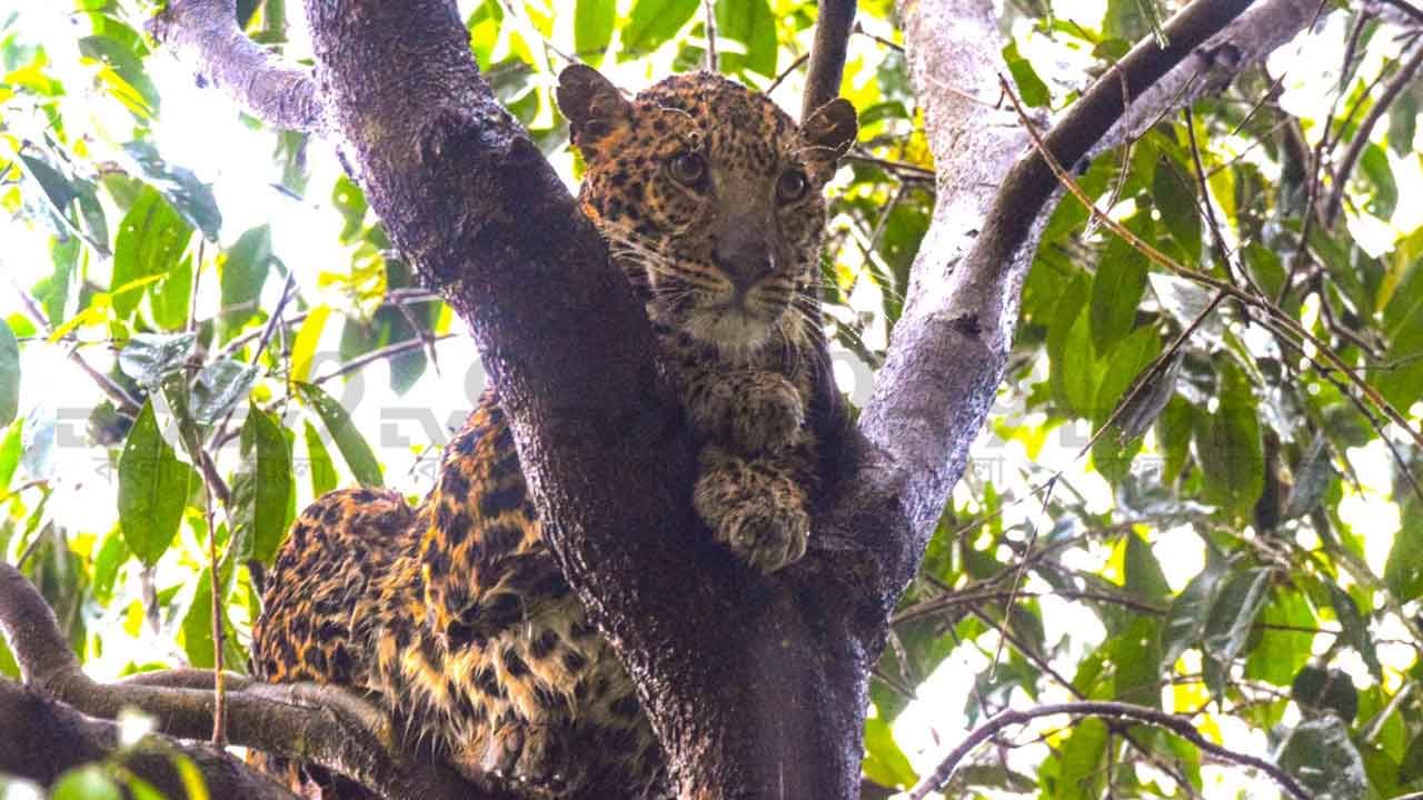 Dhupguri Leopard: সাতসকালে বাড়ির দরজা খুলতেই আঁতকে উঠলেন গৃহকর্তা! এ কী দেখলেন, বিশ্বাস হচ্ছিল না নিজের চোখকেও