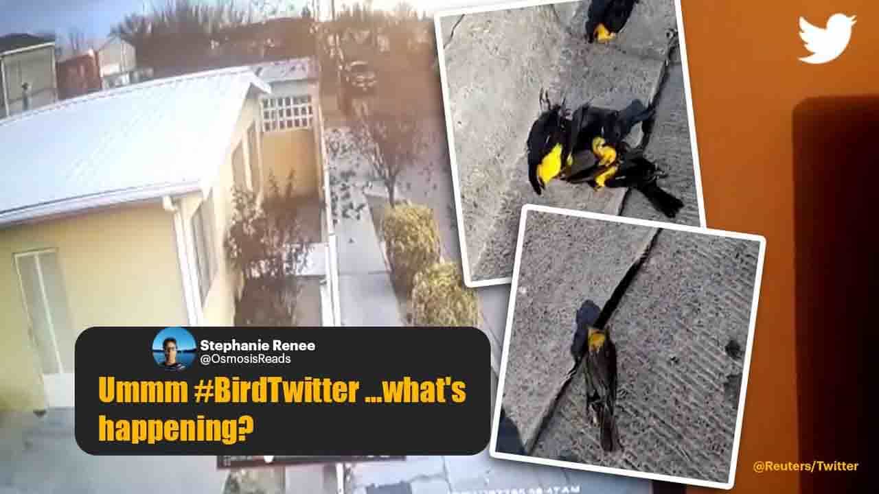 Viral Video: উড়তে উড়তে হঠাৎ মৃত্যু কয়েকশো পাখির, ঝড়ের বেগে ভাইরাল ভিডিয়ো Viral Video: উড়তে উড়তে হঠাৎ মৃত্যু কয়েকশো পাখির, ঝড়ের বেগে ভাইরাল ভিডিয়ো