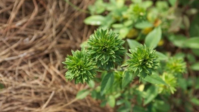 সবুজ গোলাপ সুখ, সম্পদের প্রতীক। ভালবাসা দিবসে যদি আপনি আপনার জীবনসঙ্গীকে সাফল্যের শিখরে দেখতে চান তাহলে এই গোলাপটি দিতে পারেন।