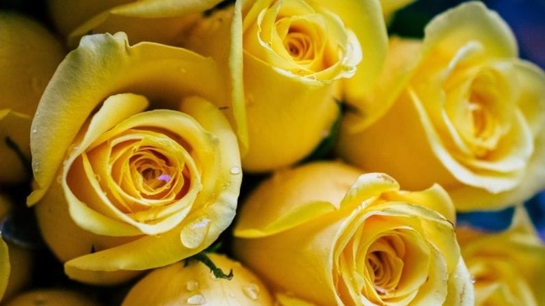 আপনি যদি কারও সঙ্গে বন্ধুত্ব করতে চান তবে তাকে একটি হলুদ গোলাপ দিন। হলুদ গোলাপ বন্ধুত্ব শুরু করার জন্য একটি ভাল ধারণা বলে মনে করা হয়।