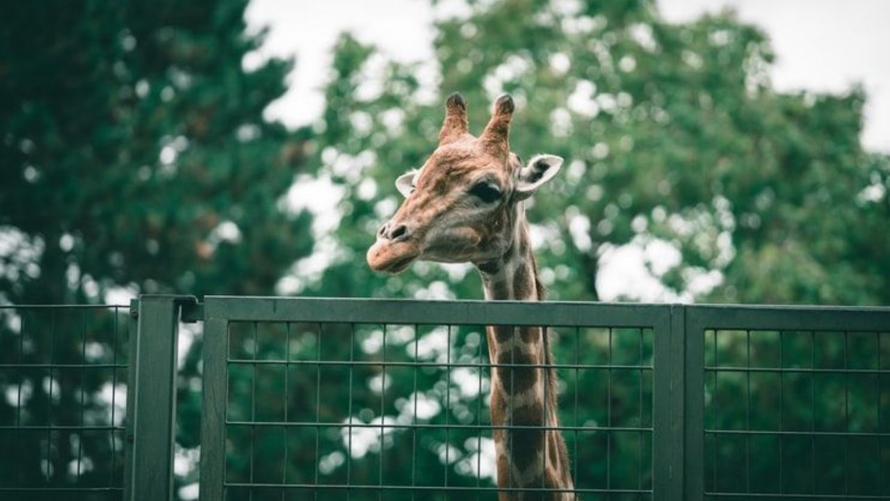 Delhi Zoo: ফের পর্যটকদের জন্য খুলতে চলেছে দিল্লি চিড়িয়াখানা! কিন্তু কবে?