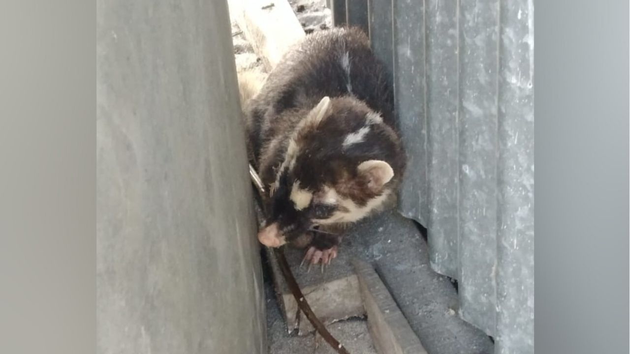 Chinese Ferret Badger: দেখতে বড় মাপের কাঠবেড়ালির মতো, কিন্তু হিংস্র! ডুয়ার্সের জঙ্গল ছেড়ে লোকালয়ে চাইনিজ ফ্রেট ব্যাজার