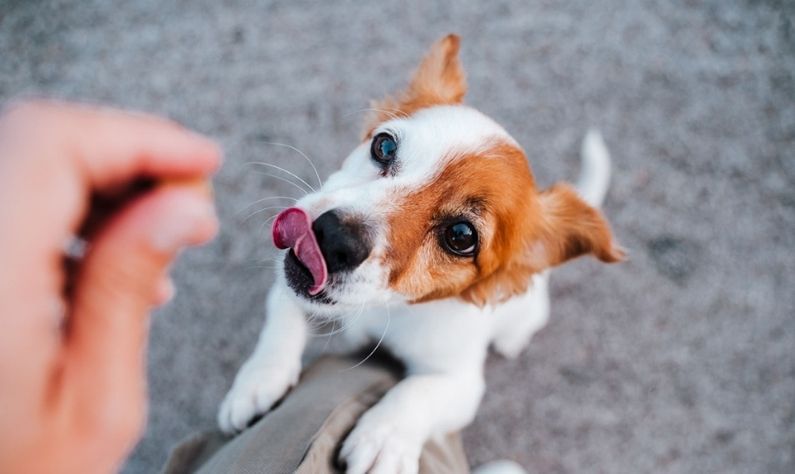 Pet care: স্ট্রবেরি থেকে শসা, স্বাস্থ্যকর স্ন্যাকস হিসেবে পোষ্যকে কী কী দেবেন, জানুন Pet care: স্ট্রবেরি থেকে শসা, স্বাস্থ্যকর স্ন্যাকস হিসেবে পোষ্যকে কী কী দেবেন, জানুন