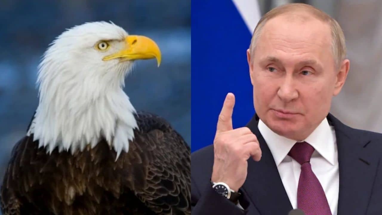 Viral Video On Russia-Ukraine: পুতিনের সঙ্গেও এমনটাই হবে, যুদ্ধকালে ঈগলের ভাইরাল ভিডিয়ো দেখে মন্তব্য নেটিজ়েনদের