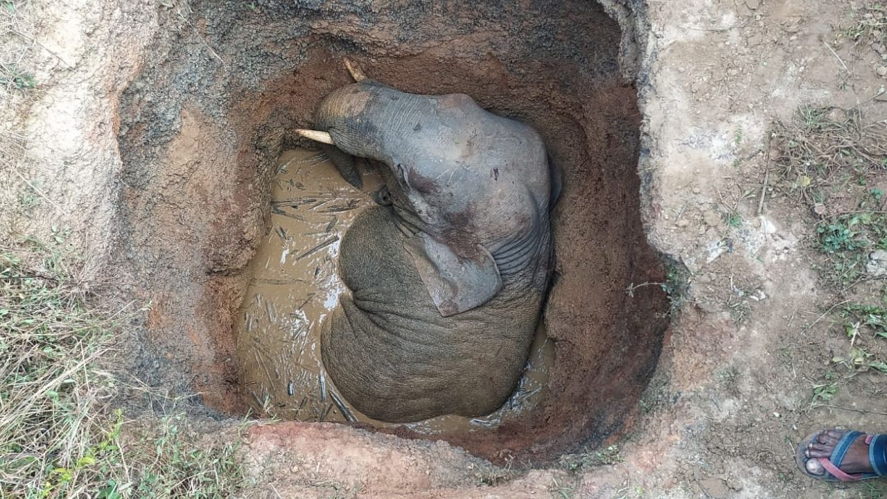 Elecphant Rescue: পাঁকে পড়ল ছোট্ট হাতি! কুয়ো থেকে উদ্ধারে কালঘাম ছুটল বনকর্মীদের