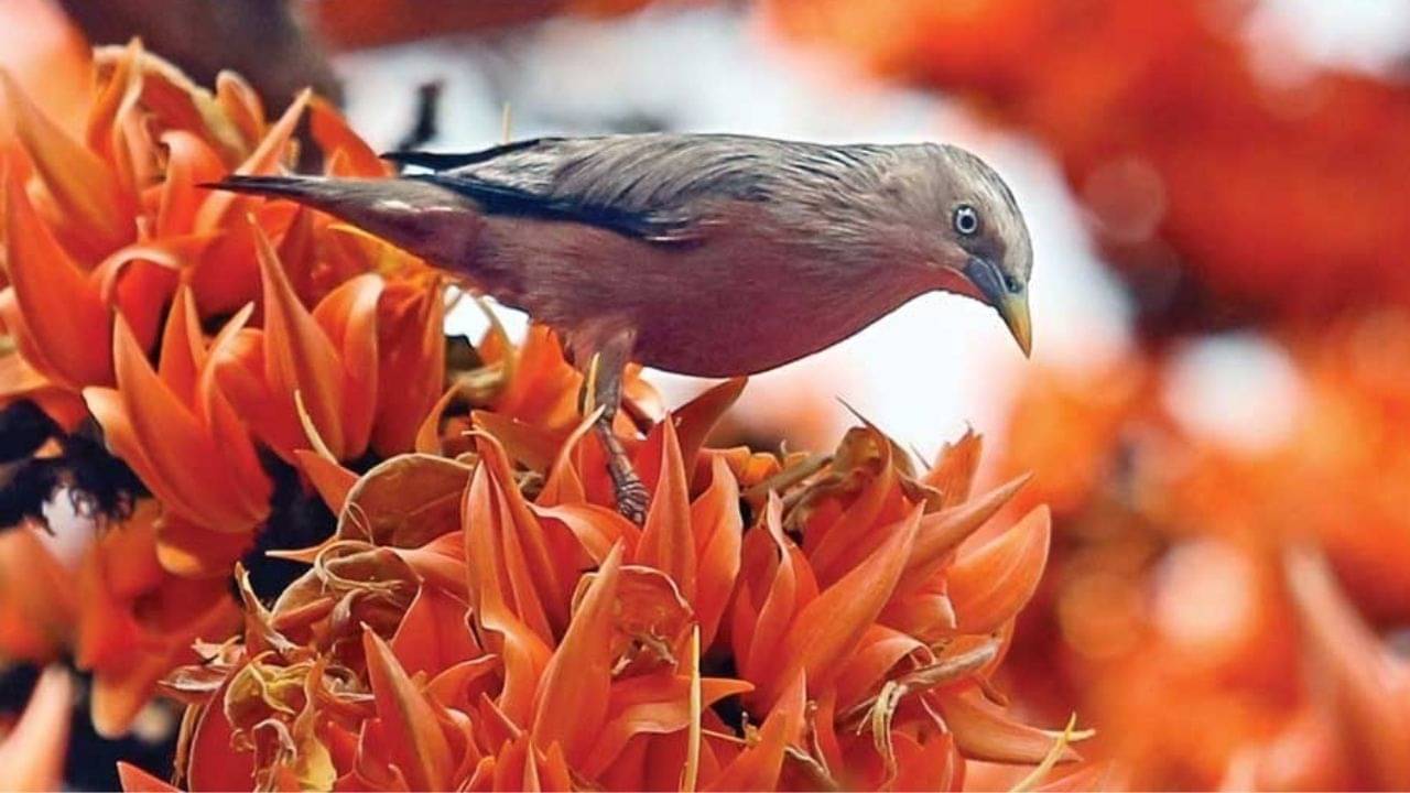 Falgun Maas 2022: ফাল্গুন মানেই রঙিন ও আনন্দের মাস! এ মাসে কোন কোন উত্‍সব গুরুত্বপূর্ণ, জানুন