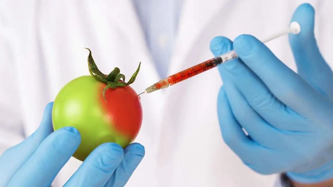 genetically-modified-organism