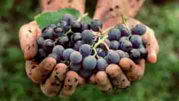 Benefits Of Black Grapes: গ্লোয়িং স্কিন থেকে ঘন চুল, কালো আঙুরের গুণাবলী জানলে অবাক হবেন!