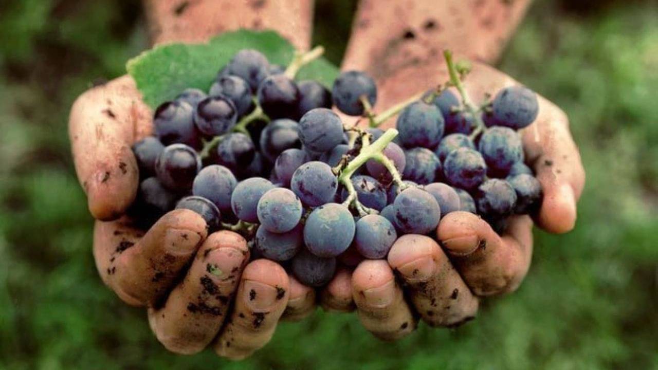 Benefits Of Black Grapes: গ্লোয়িং স্কিন থেকে ঘন চুল, কালো আঙুরের গুণাবলী জানলে অবাক হবেন!
