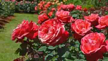 Rose Garden: ভালবাসা জানতে শুধু একটা গোলাপ দেবেন? বরং ভারতের গোলাপ বাগানগুলি ভ্রমণের পরিকল্পনা করুন সঙ্গীর সঙ্গে