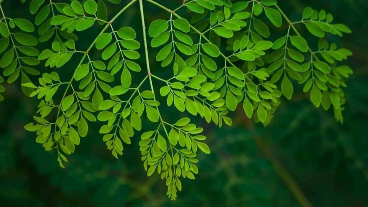 Benefits of Moringa Leaves: সুস্থ থাকতে আজ থেকেই ডায়েটে যোগ করুন সজনের পাতা! গুণের বহর শুনলে চমকে যাবেন