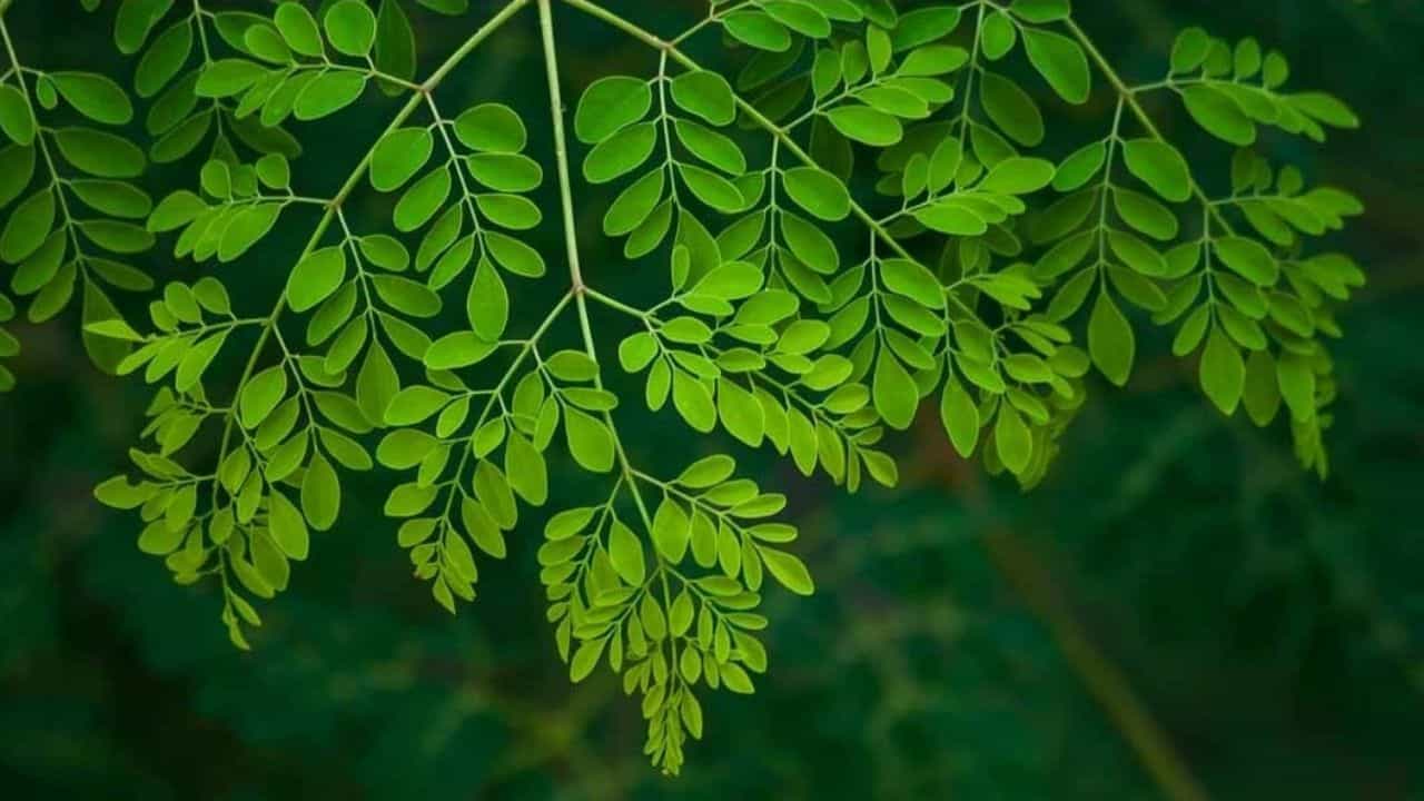 Benefits of Moringa Leaves: সুস্থ থাকতে আজ থেকেই ডায়েটে যোগ করুন সজনের পাতা! গুণের বহর শুনলে চমকে যাবেন Benefits of Moringa Leaves: সুস্থ থাকতে আজ থেকেই ডায়েটে যোগ করুন সজনের পাতা! গুণের বহর শুনলে চমকে যাবেন