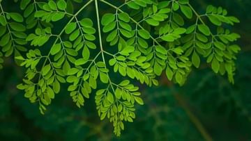 Benefits of Moringa Leaves: সুস্থ থাকতে আজ থেকেই ডায়েটে যোগ করুন সজনের পাতা! গুণের বহর শুনলে চমকে যাবেন