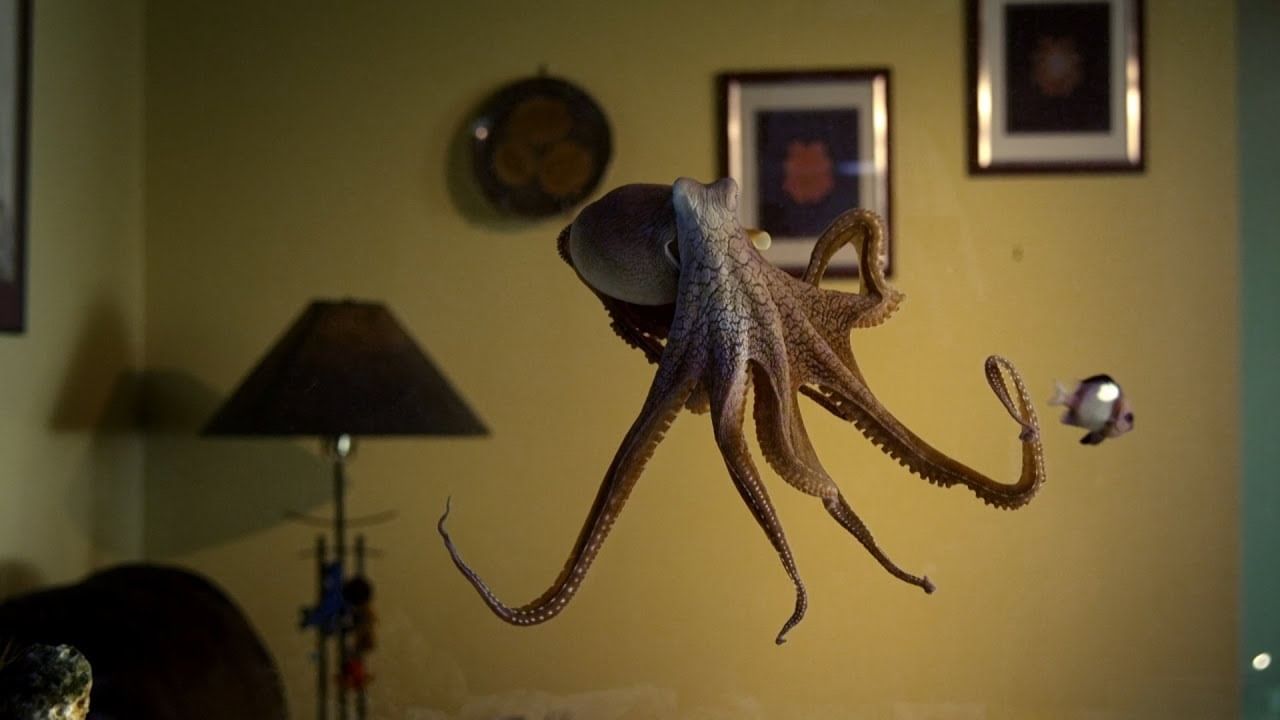 Octopuses Came From Space: মহাকাশ থেকে অক্টোপাসের আগমন? সে আবার কী! গবেষণা তো তাই বলছে...