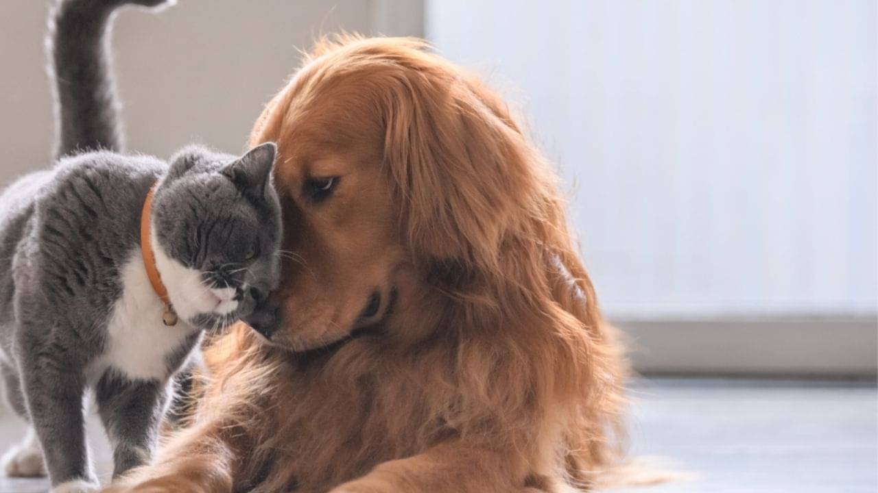 Pet care: পোষ্য থাকুক দুধে-ভাতে ও প্রাণবন্ত! অভিভাবক হিসেবে মেনে চলুন এই ৬টি জরুরি টিপস