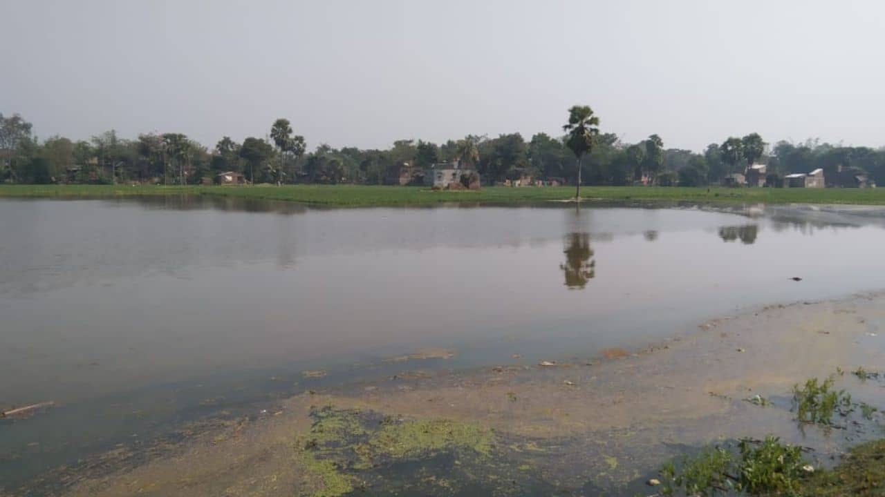 Potato Farming: ডিভিসির ছাড়া জলে বিপদ! সব খুইয়ে মাথায় হাত আলুচাষিদের