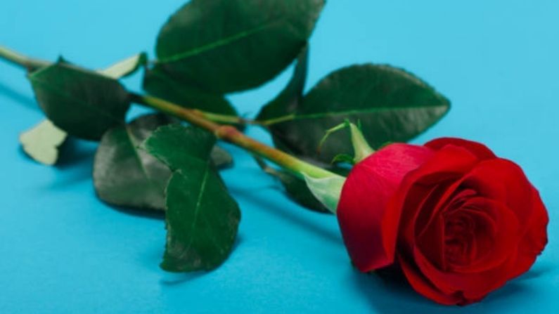 আজ থেকে শুরু ভ্যালেন্টাইন সপ্তাহ। আজ রোজ ডে। লাল গোলাপ দিয়ে ভালবাসা প্রকাশ করার দিন। হ্যাঁ, লাল গোলাপ হল ভালবাসার প্রতীক। কিন্তু এই ফুল কীভাবে ভালবাসার প্রতীক হয়ে উঠল জানেন?