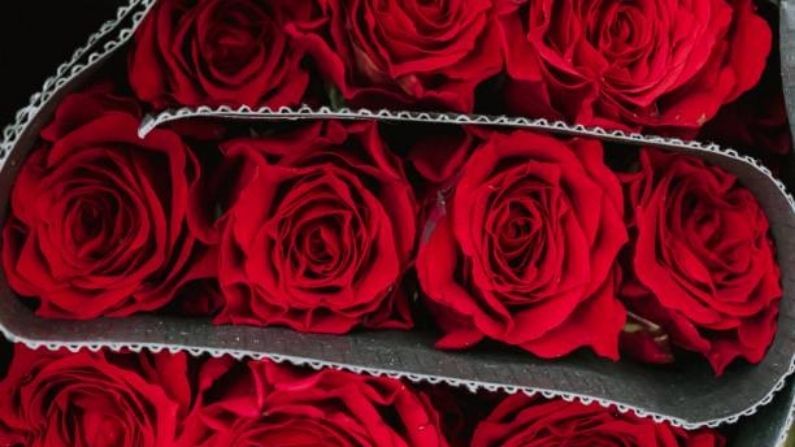 'ইংলিশ রোজ' শব্দটা নিশ্চয় শুনেছেন? এর পিছনেও ইংরেজদের একটা ইতিহাস লুকিয়ে আছে। ইংল্যান্ডকে শাসনের জন্য হাউস অফ ল্যাঙ্কাস্টার এবং হাউস অফ ইয়র্কের মধ্যে ধর্মযুদ্ধ শুরু হয় ১৪ শতকের শেষে। এই যুদ্ধ ইতিহাসে ওয়ার অফ রোজেজ (War of the Roses) নামে পরিচিত। হাউস অফ ল্যাঙ্কাস্টারের হেরাল্ডিক ব্যাজটি ছিল একটি লাল গোলাপ এবং হাউস অফ ইয়র্কের, একটি সাদা গোলাপ। ১৪৮৫ সালে বোসওয়ার্থের যুদ্ধে হেনরি টিউডর, একজন ল্যাঙ্কাস্ট্রিয়ান, রাজা তৃতীয় রিচার্ডকে পরাজিত করেন এবং রাজা সপ্তম হেনরি হন। ইয়র্কের এলিজাবেথের সঙ্গে তাঁর বিবাহ প্রতিদ্বন্দ্বী দলগুলিকে একত্রিত করে এবং লাল ও সাদা টিউডর গোলাপের জন্ম হয়। সেই থেকে ইংল্যান্ডের জাতীয় ফুল গোলাপ।