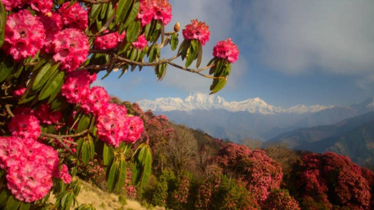 Hill Station: সবুজ ঘাস আর ফুলের মেলা! বসন্তের সাক্ষী হতে কোন পাহাড়ে পাড়ি দেবেন?