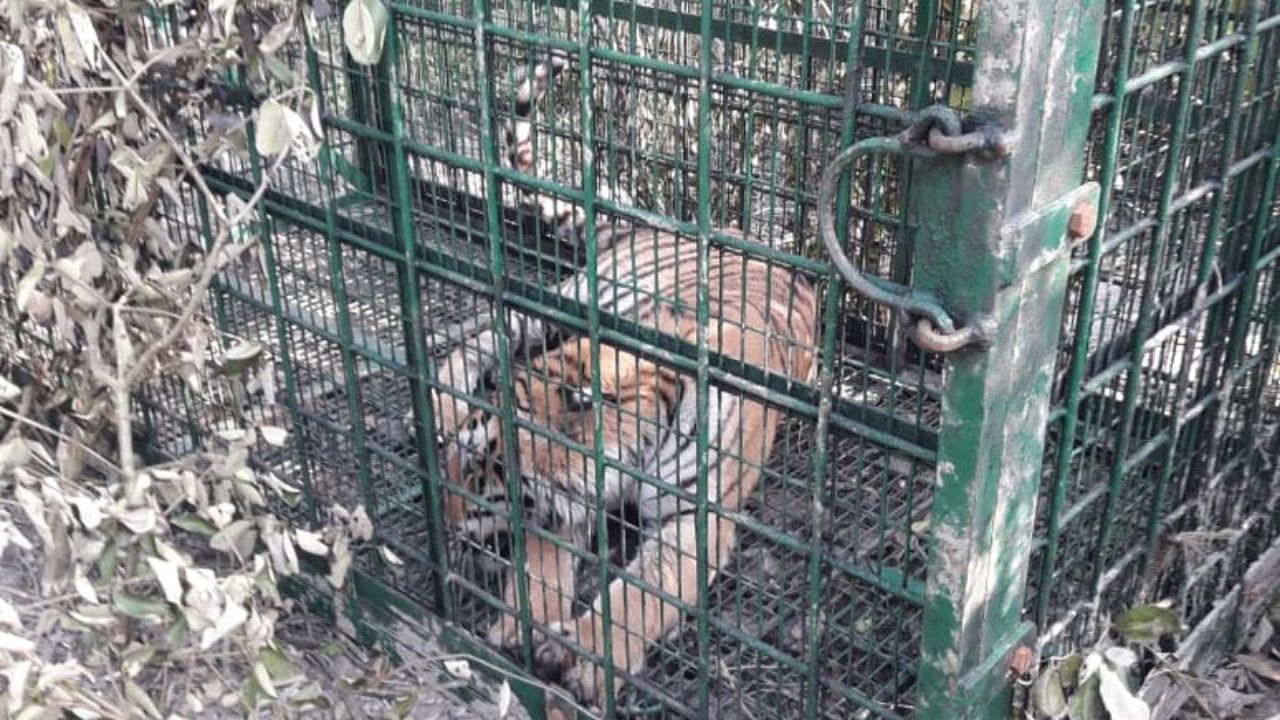 Royal Bengal Tiger: 'বিরাট বড় বাঘ, খাঁচাতেও আটছিল না' বনকর্মীদের ঘোল খাইয়ে একসপ্তাহ পর বাগে বাঘমামা