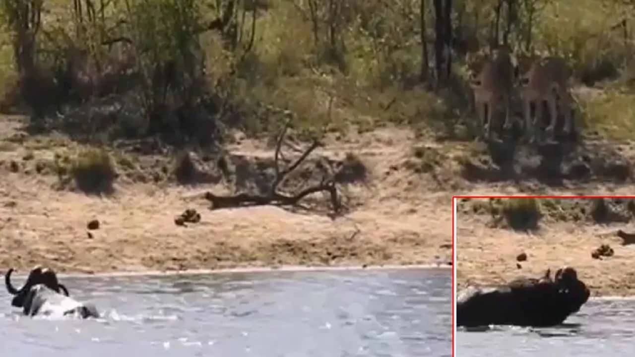 Viral Video: সিংহের হানা থেকে বাঁচতে মোষের দৌড়, শেষে কুমিরের কাছে আত্মসমর্পণ