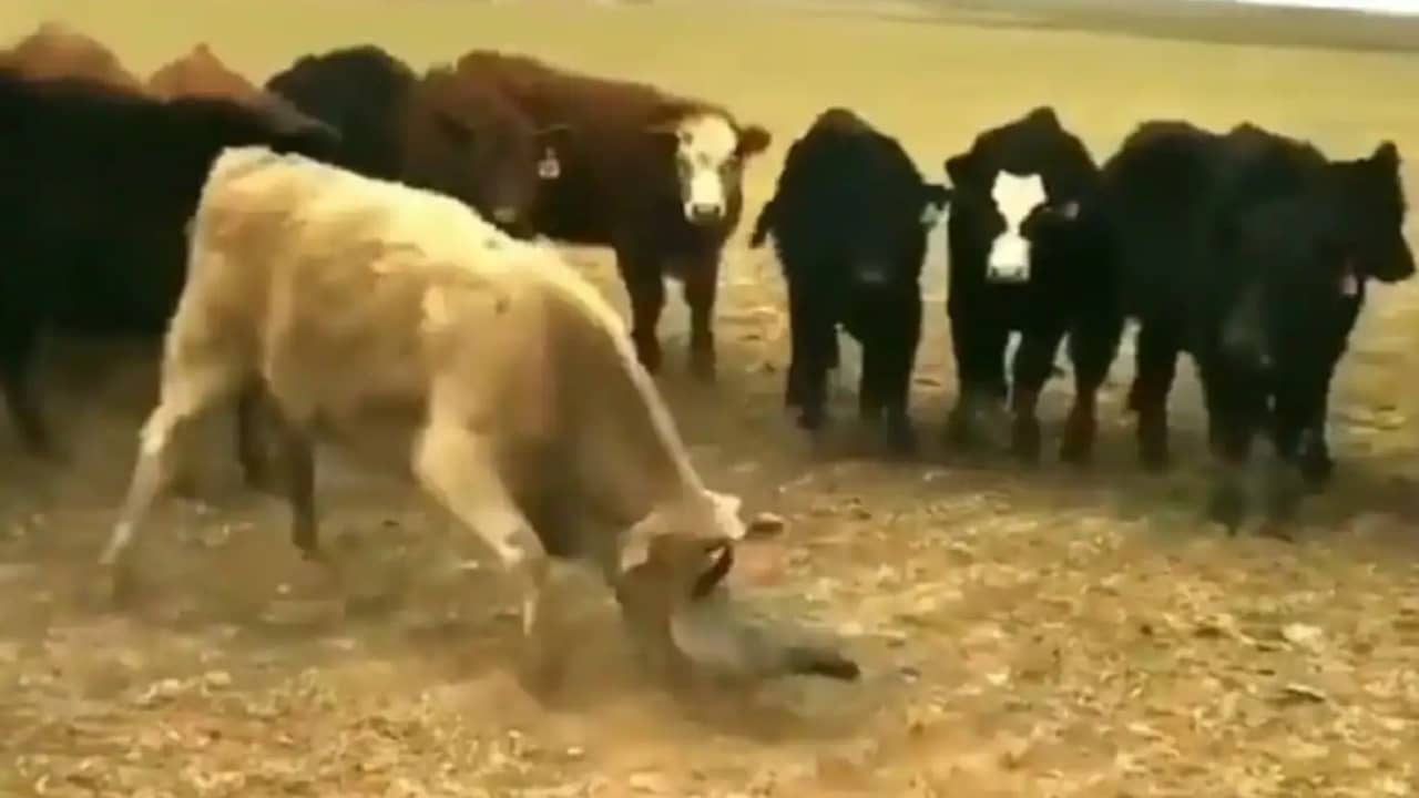 Viral Video: একদল গরুকে ঘোল খাইয়ে ছাড়ল ছোট্ট একটা হাঁস, মজাদার ভিডিয়ো শেয়ার করলেন শিল্পপতি আনন্দ মাহিন্দ্রা