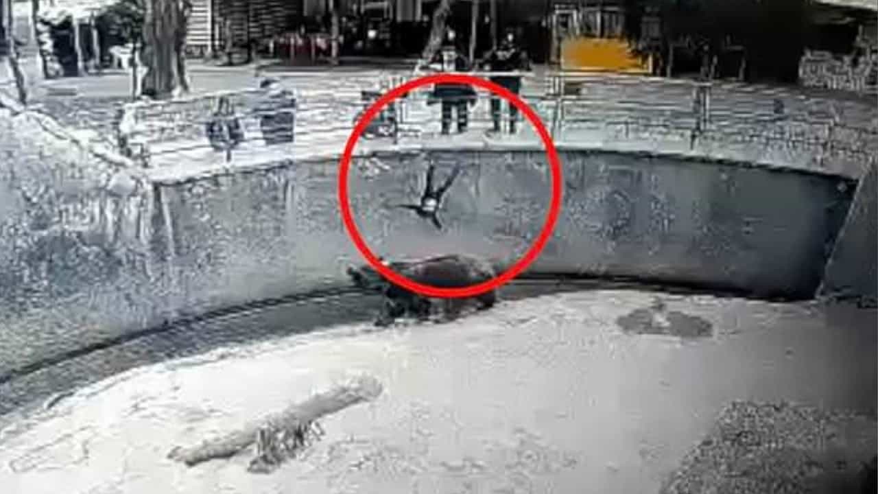 Viral Video: ৩ বছরের সন্তানকে হিংস্র ভাল্লুকের সামনে ফেলে দিল মা, উজবেকিস্তানের ঘটনায় শিউরে উঠছে বিশ্ব Viral Video: ৩ বছরের সন্তানকে হিংস্র ভাল্লুকের সামনে ফেলে দিল মা, উজবেকিস্তানের ঘটনায় শিউরে উঠছে বিশ্ব