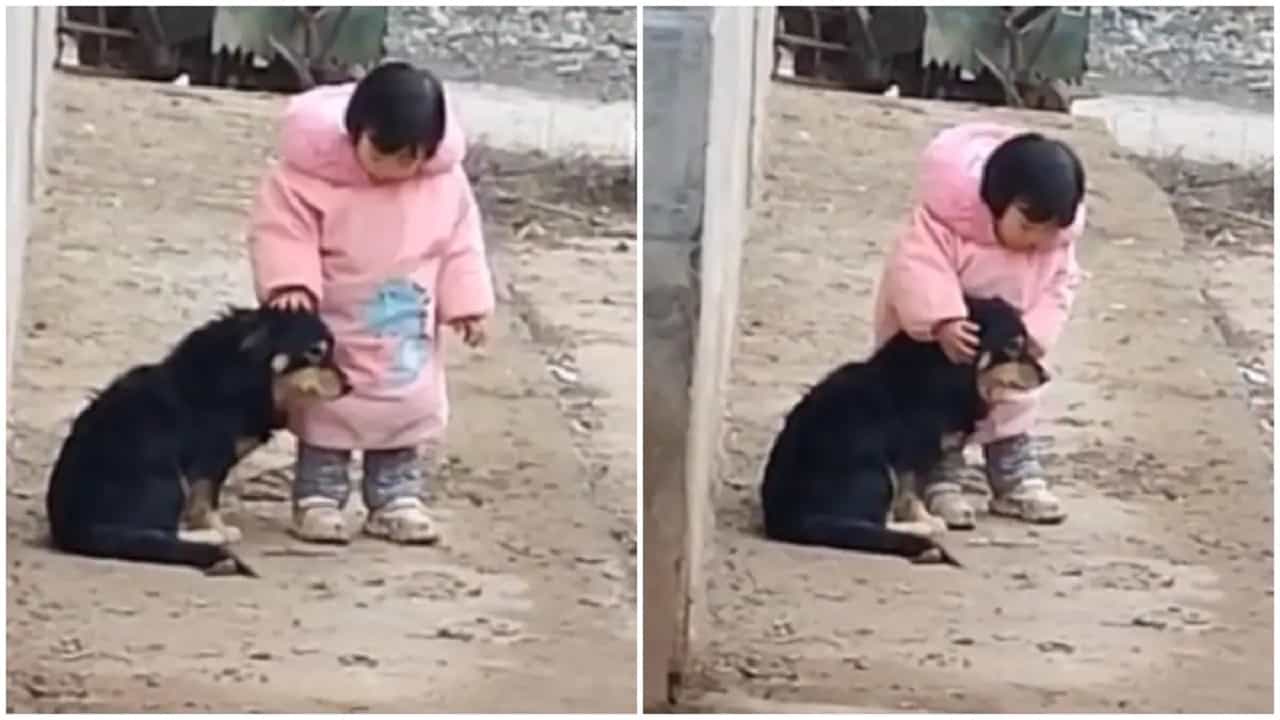 Viral Video: বাজির শব্দে ভীত পথকুকুরে কান ঢাকল একরত্তি, নেটাগরিকদের মন জিতে নিল এই ভিডিয়ো! Viral Video: বাজির শব্দে ভীত পথকুকুরে কান ঢাকল একরত্তি, নেটাগরিকদের মন জিতে নিল এই ভিডিয়ো!