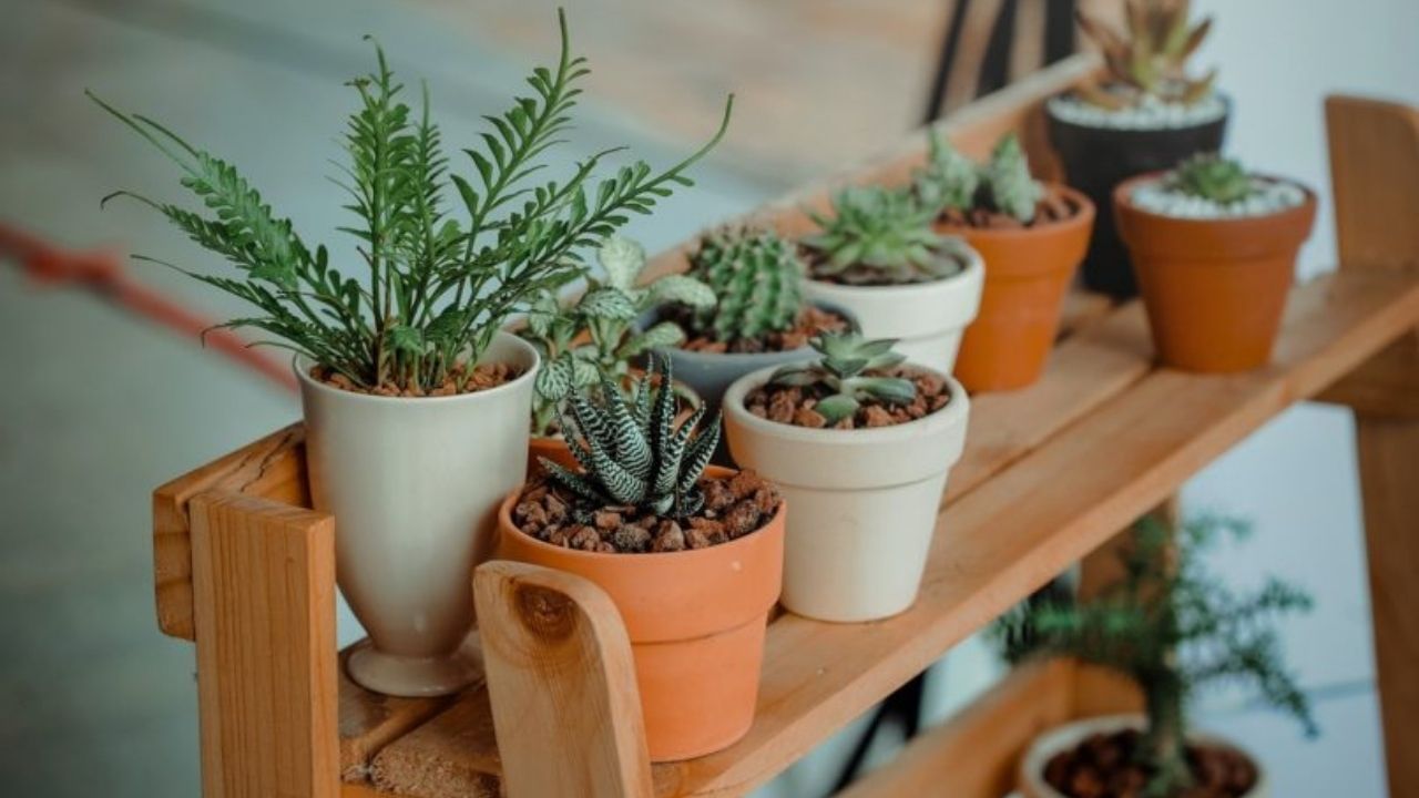 Zodiac signs as house plants: রাশি মেনে আপনার ব্যক্তিত্ব অনুযায়ী বাড়িতে কোন ধরনের গাছ লাগাবেন, জানুন