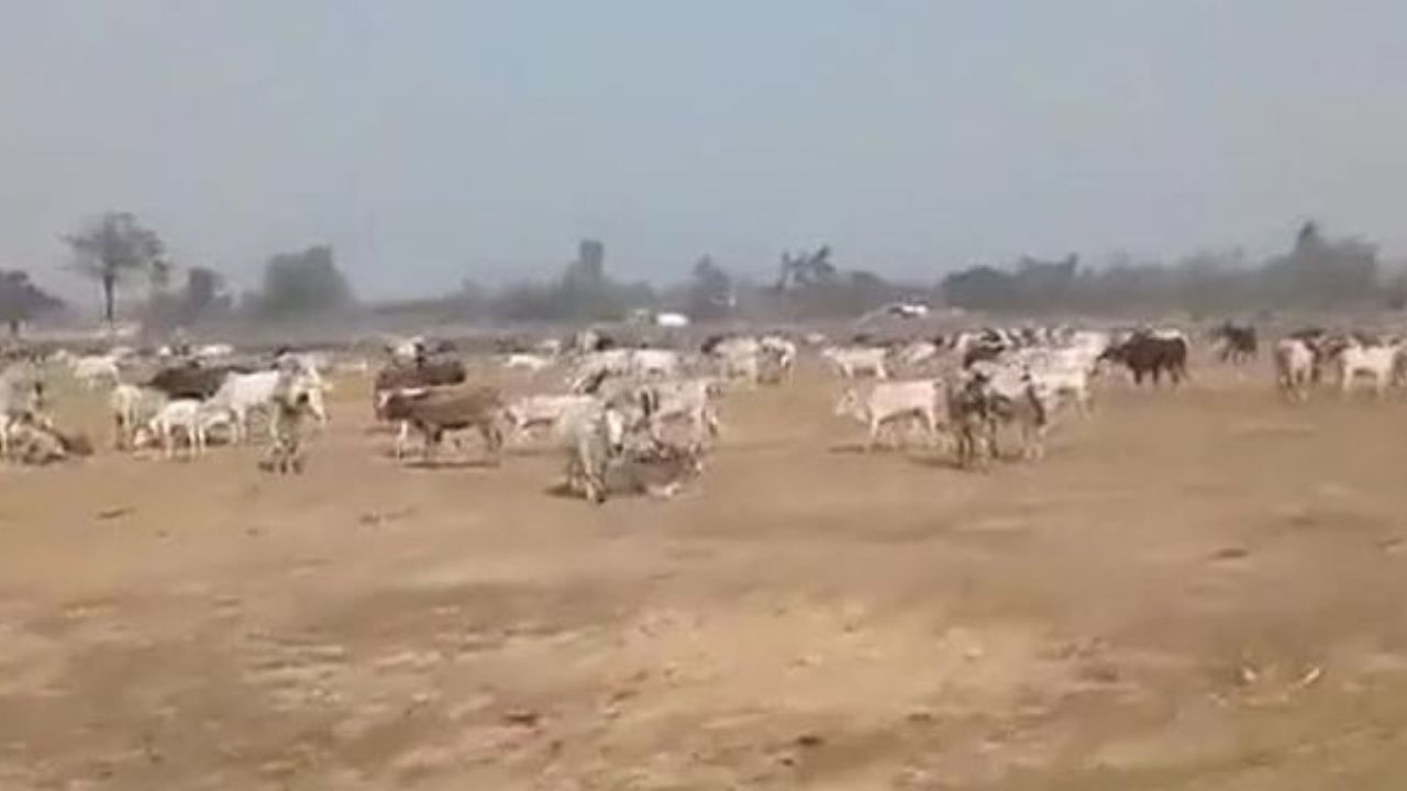 Stray Cattle Hoarding Near Yogi Adityanath’s Rally: জনতার ঠাঁই মেলা দায়, মুখ্যমন্ত্রীর সভাস্থলে চরে বেড়াচ্ছে কয়েকশো গরু!